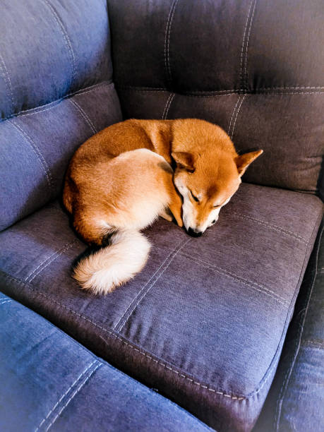 istock Sleepy Shiba 1345132077