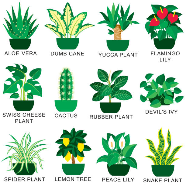 ilustrações, clipart, desenhos animados e ícones de conjunto de ícones de plantas internas populares - bush flower pot tree flower