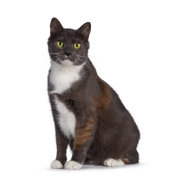 Photo of Extremely rare male tortie cat on white background.