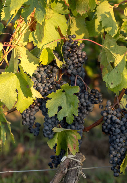 Red wine grapes ready to harvest and wine production. Saint Emilion, France stock photo