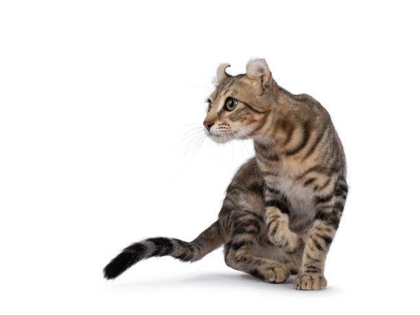 istock American Curl Shorthair cat on white background 1345133320