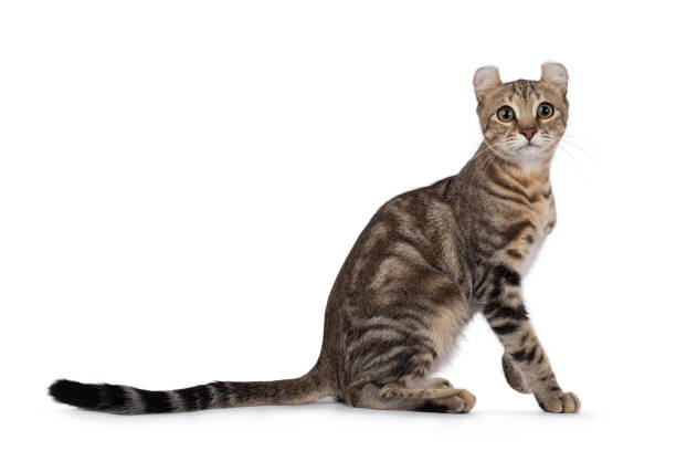 istock American Curl Shorthair cat on white background 1345133337