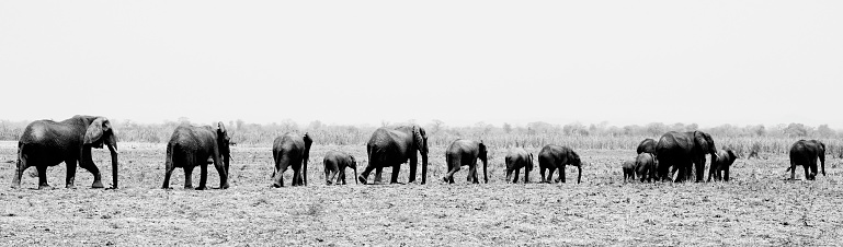 Elephants in Malawi desert