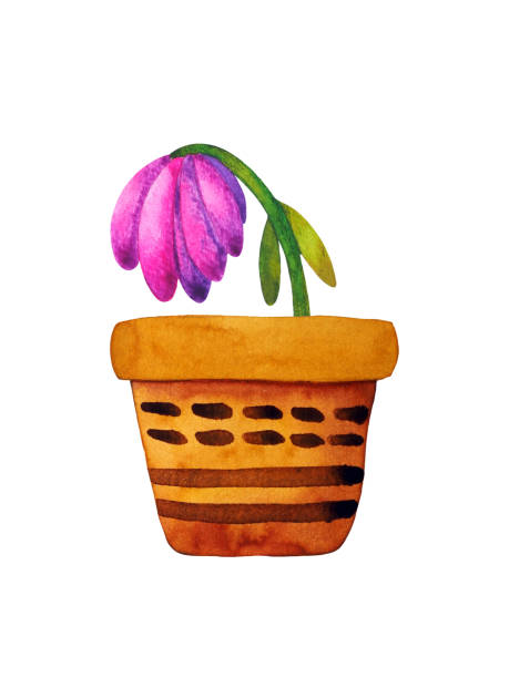 ilustrações, clipart, desenhos animados e ícones de flor rosa planta morta em cerâmica pote de arte aquarela ilustração pintura design desenho de natureza verde jardim em fundo branco - vaso de planta murcha