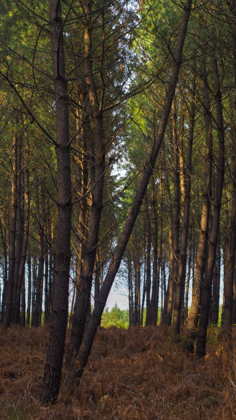 istock Forest of the Landes de Gascogne 1345136100