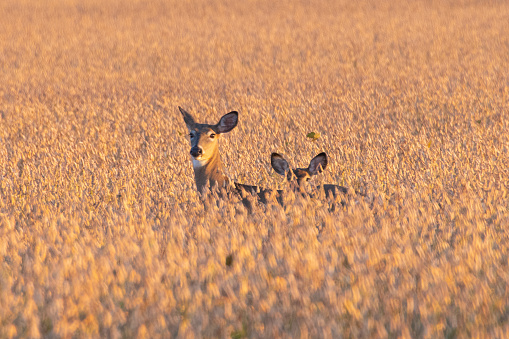 Deer in a soybean field-Fulton County, Indiana