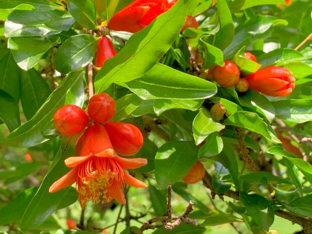 grenade / punica granatum: fruit et fleur - grenadier arbre fruitier photos et images de collection