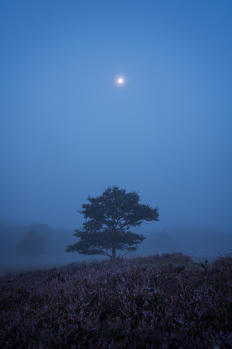 The moon and dense fog over heath landscape. Drente, the Netherlands.