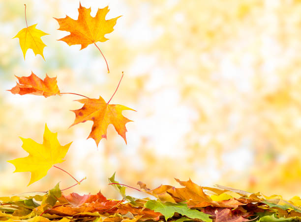 istock Falling autumn maple yellow and orange leaves natural background 1345139146