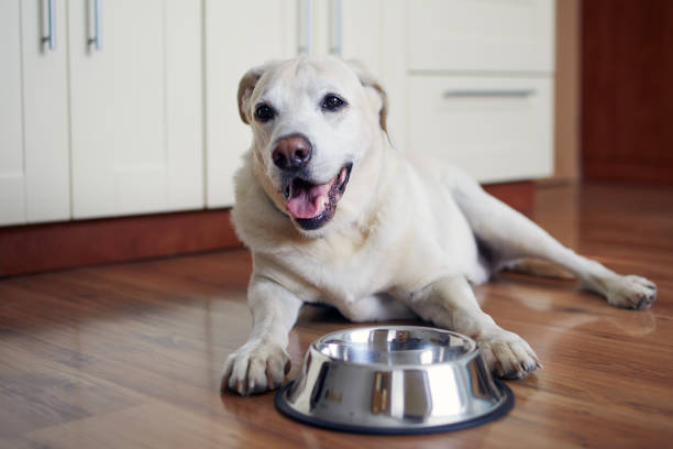 istock Happy dog waiting for feeding