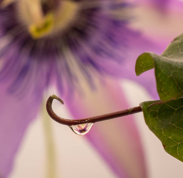 Macro