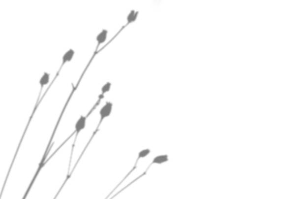 istock Summer background from the shadow of a sprig of field grass on a white wall. White and black for photo or mockup 1345140114