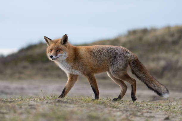 un beau renard roux, photographié dans les dunes des pays-bas. - renard roux photos et images de collection
