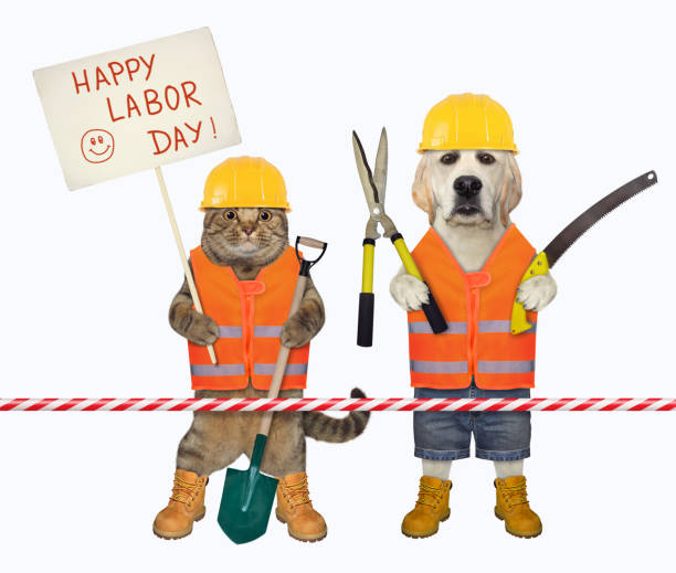 istock Cat with dog labrador celebrate labor day 3 1345142010