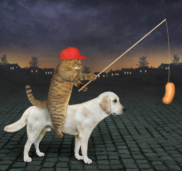 istock Cat with sausage rides labrador 4 1345142015