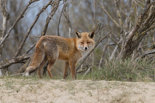 A beautiful red fox, photographed in the dunes of the Netherlands.