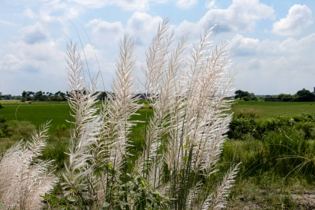 istock Beautiful white kash or kans grass flower with Cloudy Blue sky 1345142697