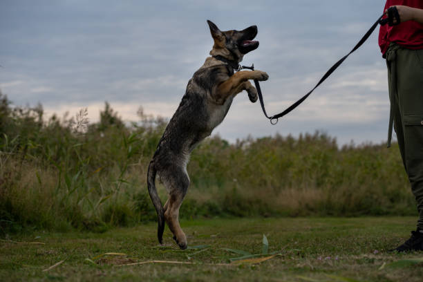 istock A playful four month old German Shepherd puppy 1345148104