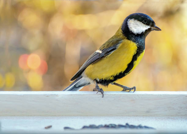istock Big tit  is sitting on the bird feeder and looking at camera. Close-up. Blurred background. 1345149032