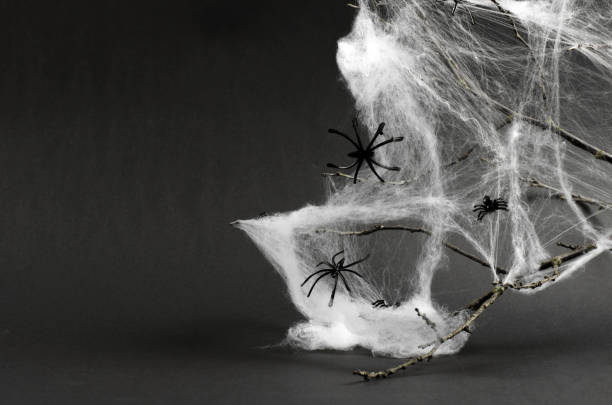 istock Halloween decorations white spider web and black spiders on a tree branch on a black background. Halloween background with place for text. 1345149199