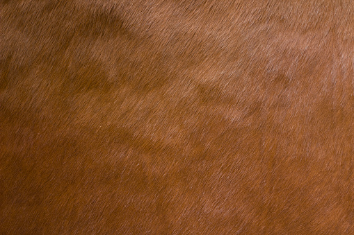 Animal fur close-up as background. Brown natural cow fur texture. Natural brown fur texture.