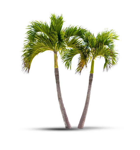 Twin coconut palm trees isolated on a white background with shadow