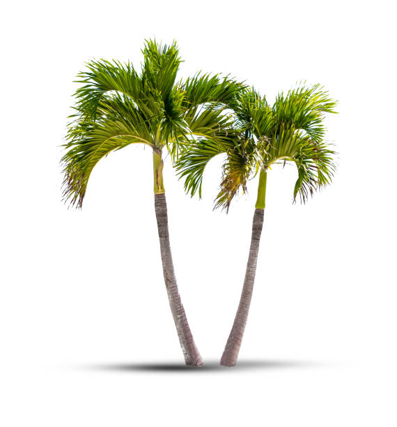две кокосовые пальмы, изолированные на белом фоне с тенью - tropical climate island beach branch стоковые фото и изображения