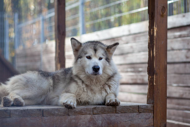 istock A beautiful and kind Alaskan Malamute shepherd sits in an enclosure 1345149397