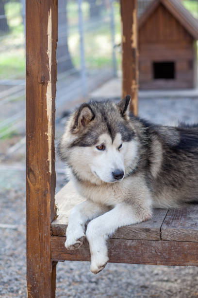 istock A beautiful and kind Alaskan Malamute shepherd sits in an enclosure 1345149748
