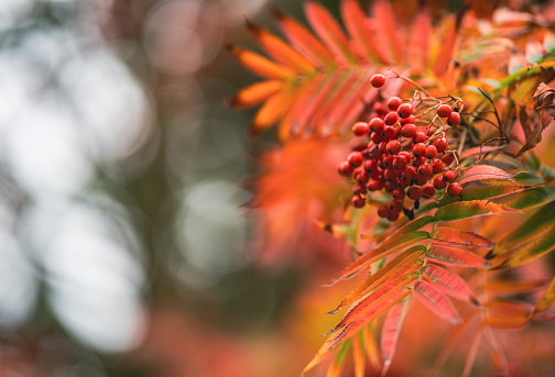 Beautiful Hawthorn in autumn Colours. Crataegus Monogyna