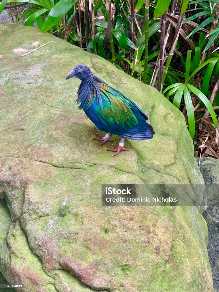 Colorful bird in Taronga Zoo, Sydney, Australia Animal Stock Photo