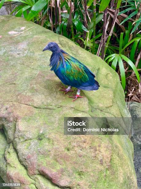 Colorful Bird In Taronga Zoo Sydney Australia Stock Photo - Download Image Now - Animal, Animal Wildlife, Australia