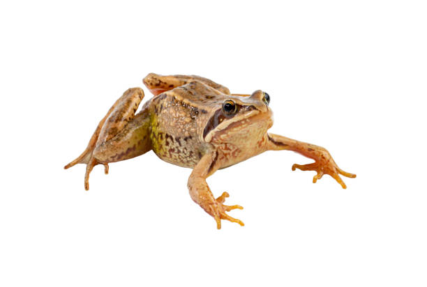 istock Common frog on white, isolated close-up 1345153072