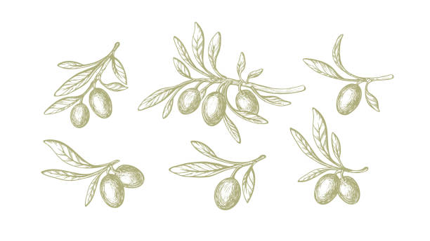 olivgrün gezeichnetes set natives bio-öl, rohkost - olivenbaum stock-grafiken, -clipart, -cartoons und -symbole