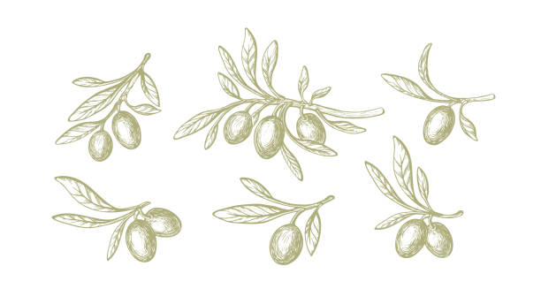 Olive green drawn set Organic virgin oil, raw food Olive green set. Nature vector rustic branch, sketch fruit, vintage leaves isolated on white background. Organic virgin oil, raw food olive stock illustrations