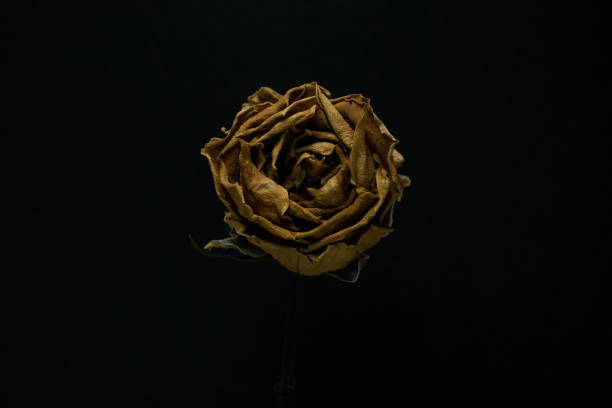 istock Yellow Roses withered on black background. 1345154587
