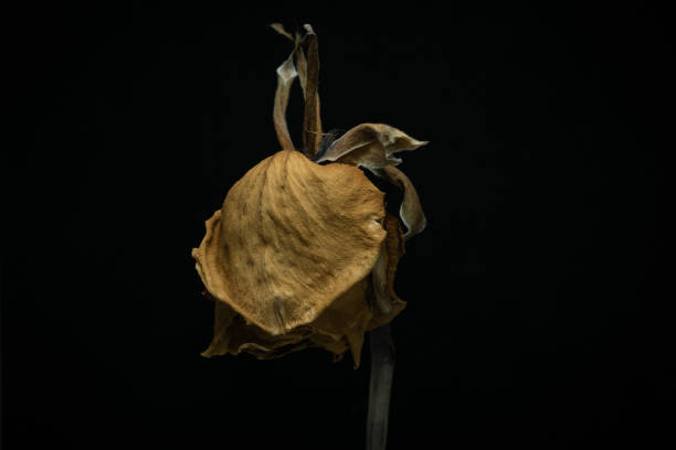 istock Yellow Roses withered on black background. 1345154597