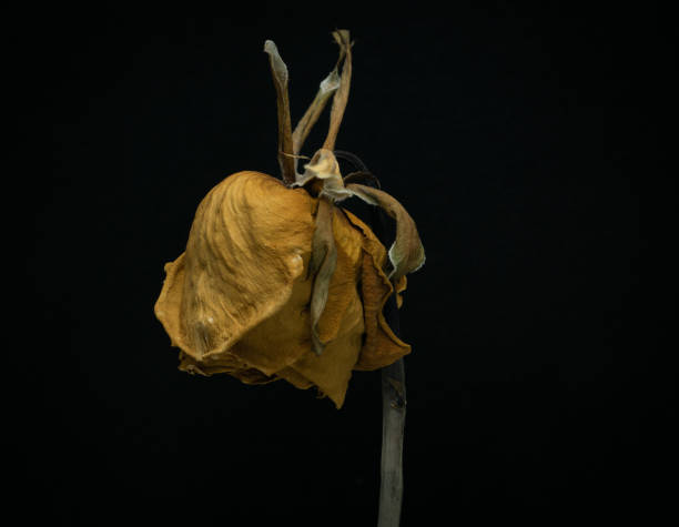 istock Yellow Roses withered on black background. 1345154599
