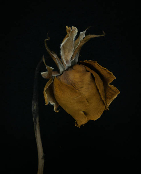 istock Yellow Roses withered on black background. 1345154615