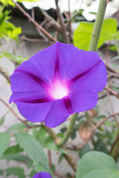 Purple Morning Glory blossom at garden