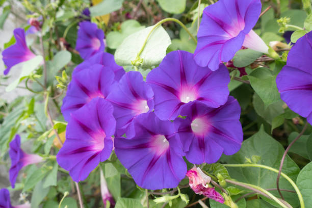 istock Purple Morning Glory blossom at garden. 1345155707