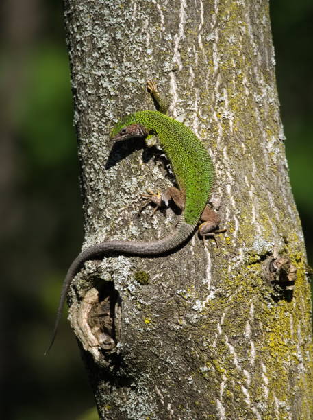 istock European Green Lizard Female 1345156926