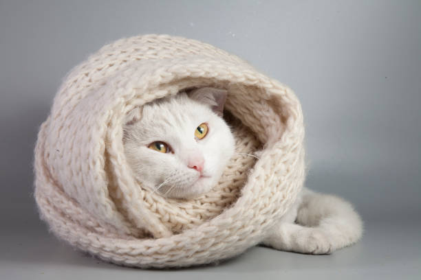 istock Beautiful white cat wrapped in a knitted scarf 1345160098