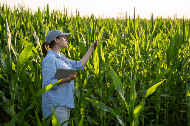 Farmer woman examining corn plants in a cultivated field. Working with digital tablet. Agricultural Occupation.