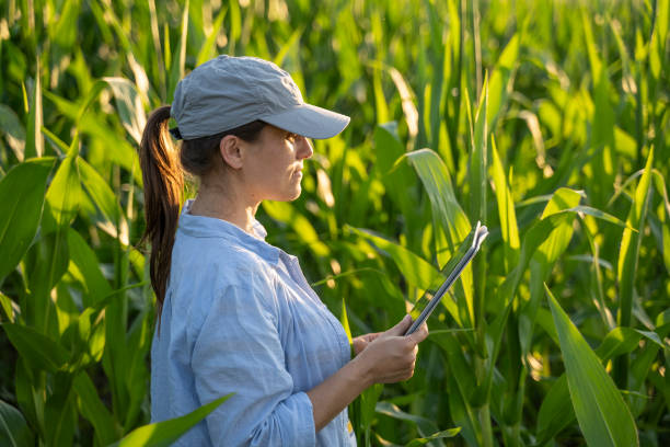 istock Farmer woman examining corn plants in a cultivated field. Working with digital tablet. Agricultural Occupation. 1345160125