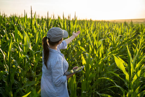 istock Farmer woman examining corn plants in a cultivated field. Working with digital tablet. Agricultural Occupation. 1345160126