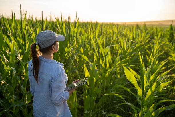 istock Farmer woman examining corn plants in a cultivated field. Working with digital tablet. Agricultural Occupation. 1345160137