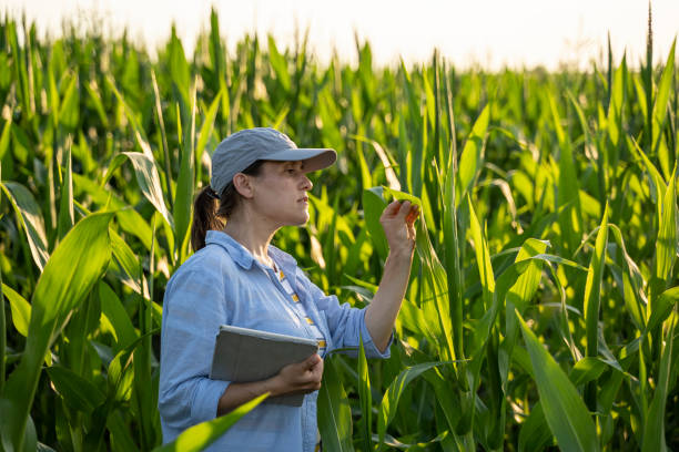 istock Farmer woman examining corn plants in a cultivated field. Working with digital tablet. Agricultural Occupation. 1345160142