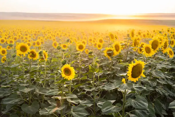 Photo of Ripe sunflower plants in a cultivated field. Harvest season in agriculture.