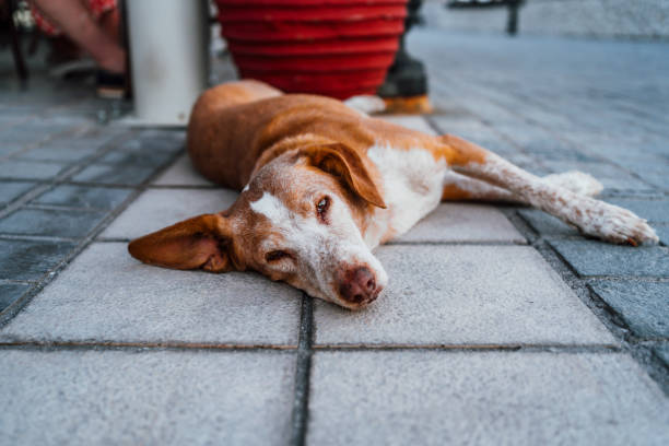 Sad abandoned dog alone outdoor